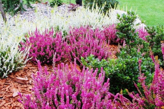 Цветущие кустарники для дачи - названия и фото растений