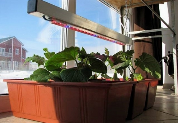 Можно ли вырастить огурцы на подоконнике или балконе зимой?