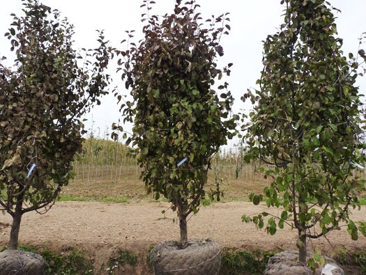 Крупномеры (крупномерные деревья) - разновидности, особенности посадки, цены
